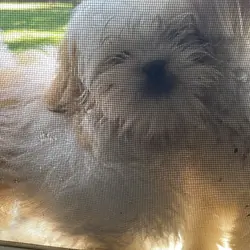 Shih Apso