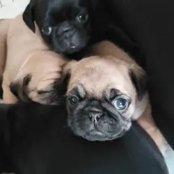 Pug puppies for sale