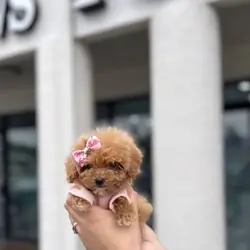 Maltes puppy