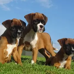 Beautiful boxer puppies