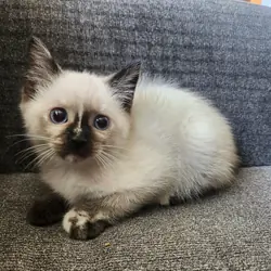 Ragdoll beautiful kitten