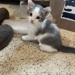 2 Male Kittens 8 weeks old never crated or caged