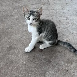 Kittens