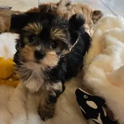 Morki Sweet puppies