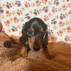Dachshund mini