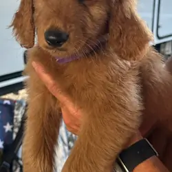 Goldendoodle Puppy