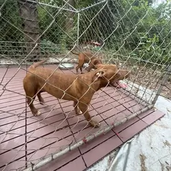 Pure Breed luvable Pitty Puppies