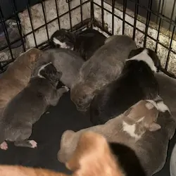 Sweet Cuddly Pure Breed Pitty Babbies