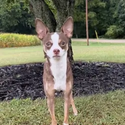 Intact Pair M/F Chihuahuas