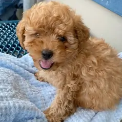 Poodles