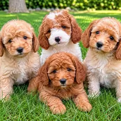 Cava poo Puppies