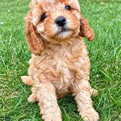 cava poo puppy female