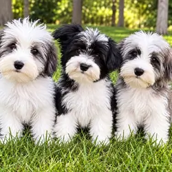 Yorky-poo puppies
