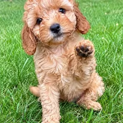 Cava poo Puppies