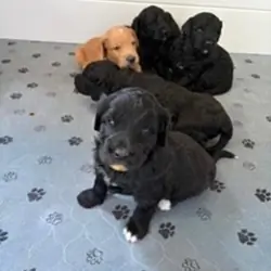 Golden Mountain Doodle Puppies