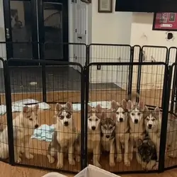 Siberian Husky Puppies