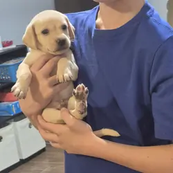 Chiweenies