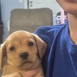 Puppies