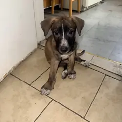 Puppies