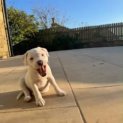 Little White Staffordshire Bull Terrier Puppy