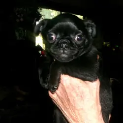 Pug Puppies
