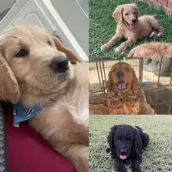 Goldendoodle puppies multigen