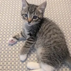 Tabby Kitten
