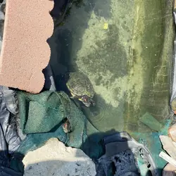 Two red eared slider turtles