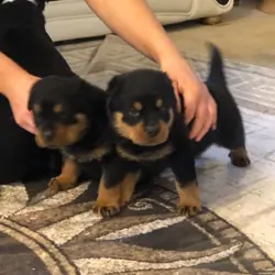 Rottwelier Puppies
