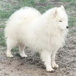 Pedigreed AKC Samoyed - 4 Year Old Proven Male