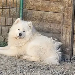 Pedigreed AKC Samoyed - Adult Female - Unlimited