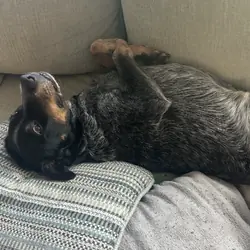 2yo Female Spayed Australian Cattle Dog