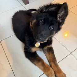German Shepherd