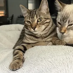 7 month old kittens