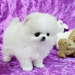 Pomeranian Puppies Available Free