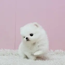 Adorable Pedigree Pomeranian Puppies Ready