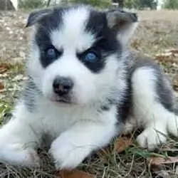 Cute and Adorable siberian husky Puppies for Adopt