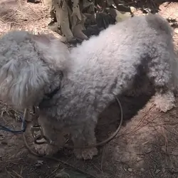 Bichon frise 4 year old adult male
