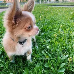 Free Chihuahua puppy