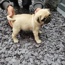Pug puppy for free adoption