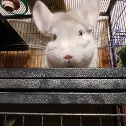 2 male chinchillas
