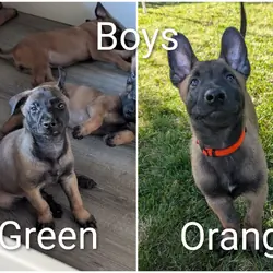 AKC Belgian Malinois puppies