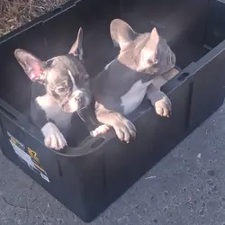 French Bulldog Puppies
