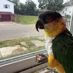 black-headed caique