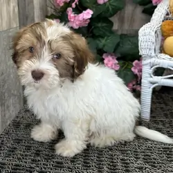 A Gizmo PUPPY