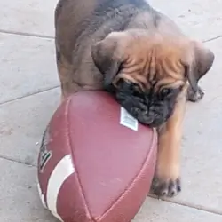 Corso pups