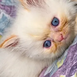 Quite a few kittens and an adult looking for a hom