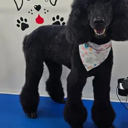Golden doodle