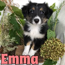 Mini Aussie puppies for sale in Michigan Contact