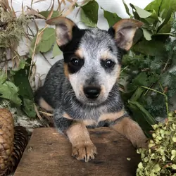 Blue Heeler puppies for sale in Michigan  Contact